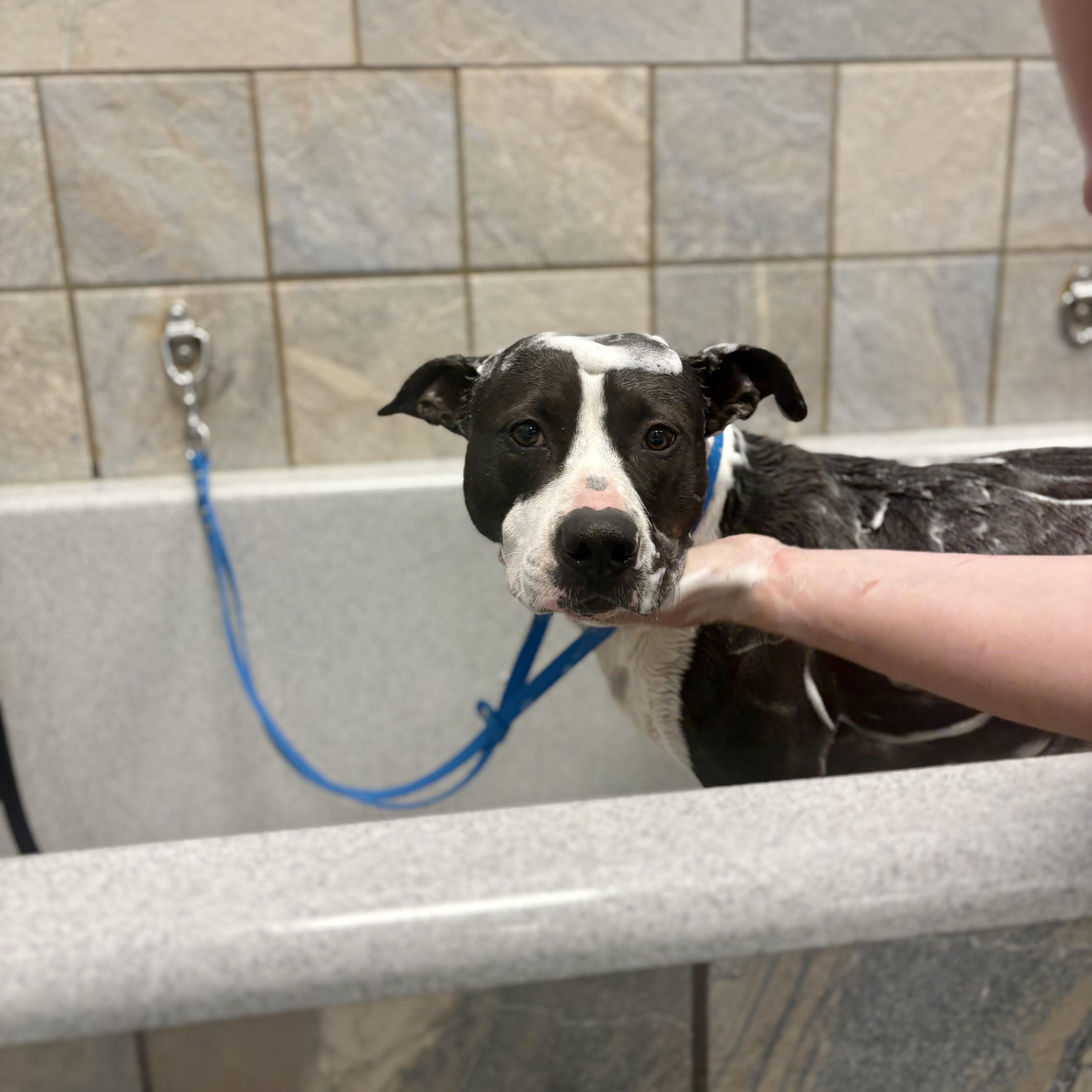 An adult medium-sized female Black American Staffordshire Terrier dog named Somber for adoption in Cumberland, RI
