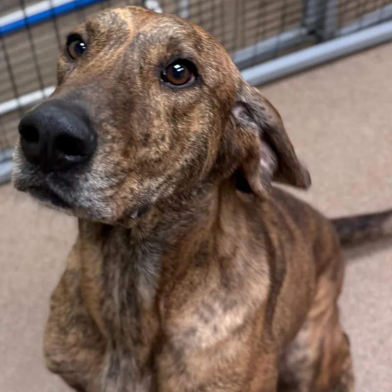 An adult large-sized male Hound dog named Chewy for adoption in Bothell, WA
