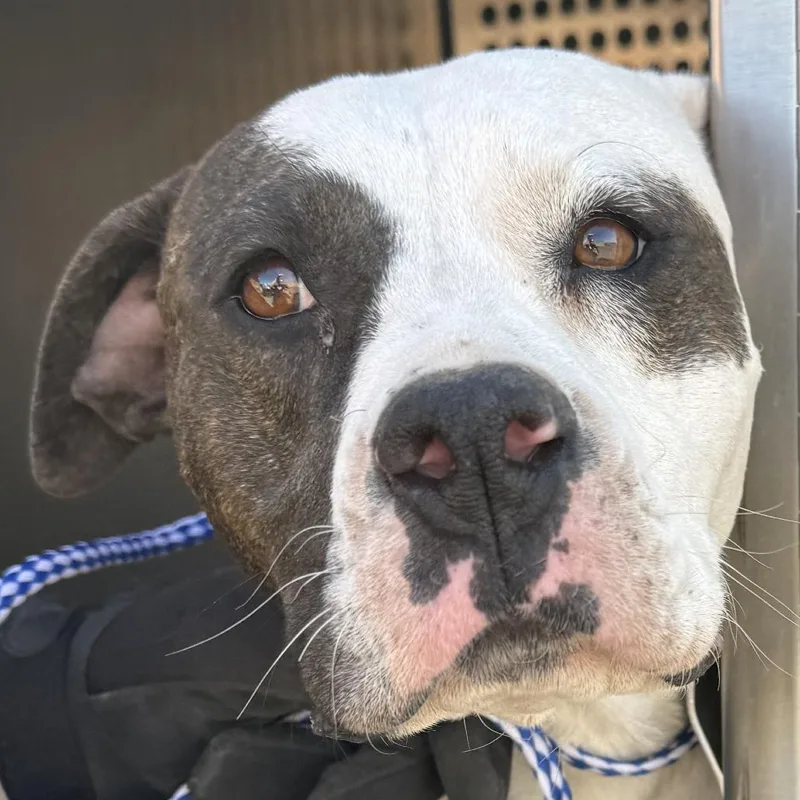 An adult medium-sized female Brindle Mixed Breed dog named Dahlia for adoption in Las Cruces, NM