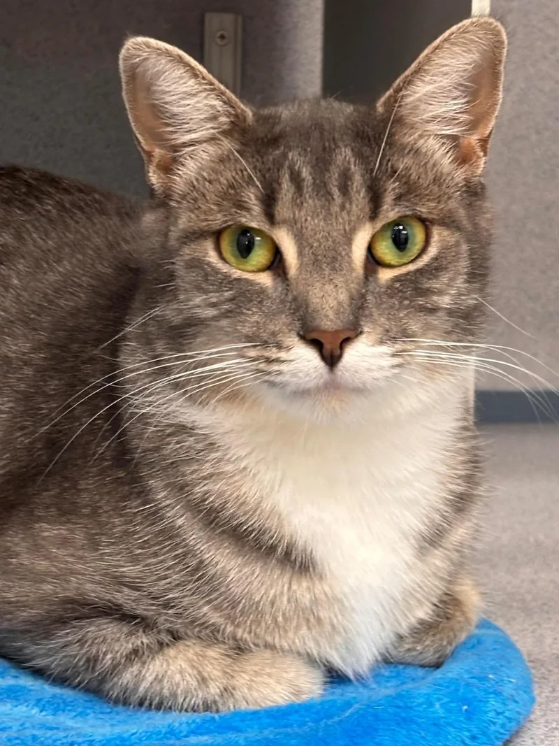 An adult medium-sized female Tabby (Gray / Blue / Silver) Domestic Short Hair cat named Justine for adoption in Batavia, NY