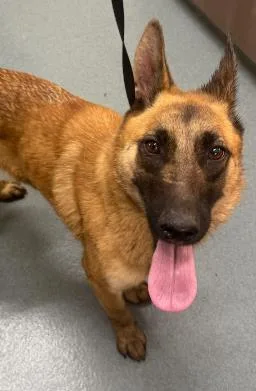 A young medium-sized female German Shepherd Dog dog named Jellybean for adoption in Baytown, TX