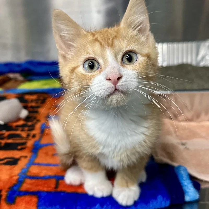 A baby small-sized male Orange / Red Domestic Short Hair cat named Orca for adoption in Matteson, IL
