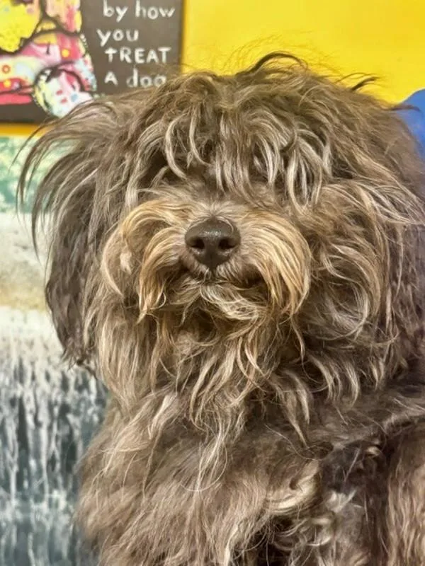 An adult small-sized male Schnauzer dog named Maximus for adoption in Dallas, GA