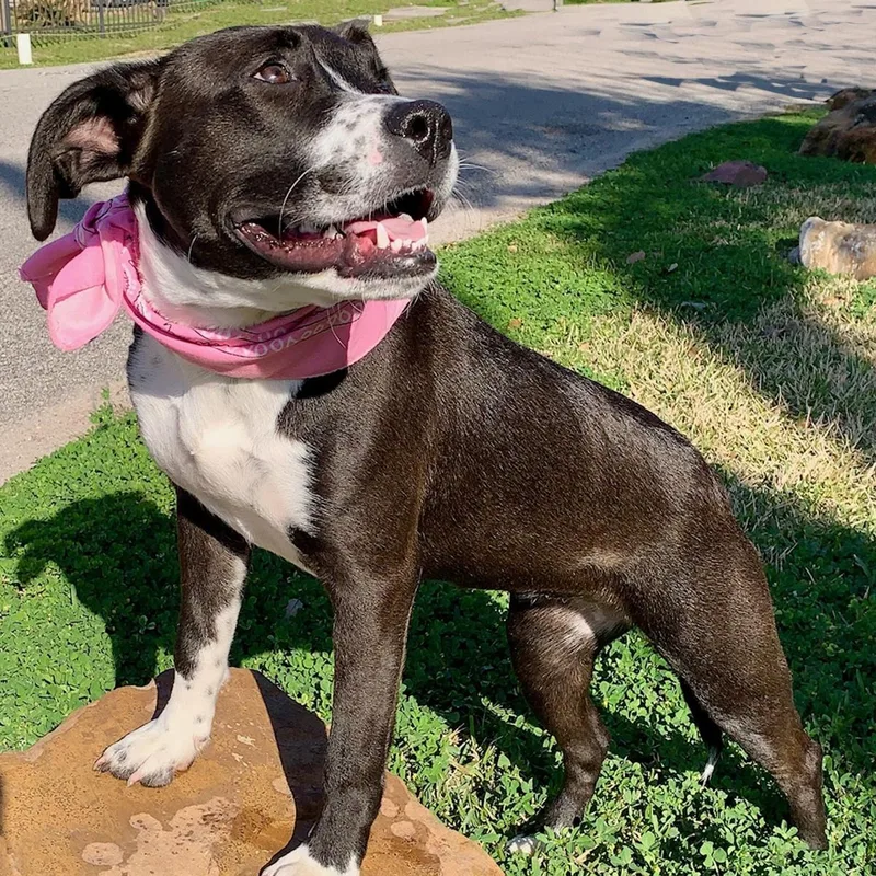 Maisy  Darling Girl thumbnail 5