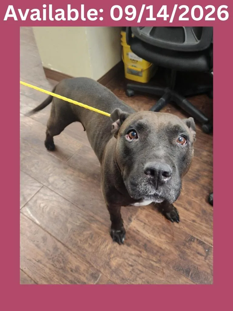 An adult medium-sized female Pit Bull Terrier dog named Dog Kennel for adoption in Greenville, TX