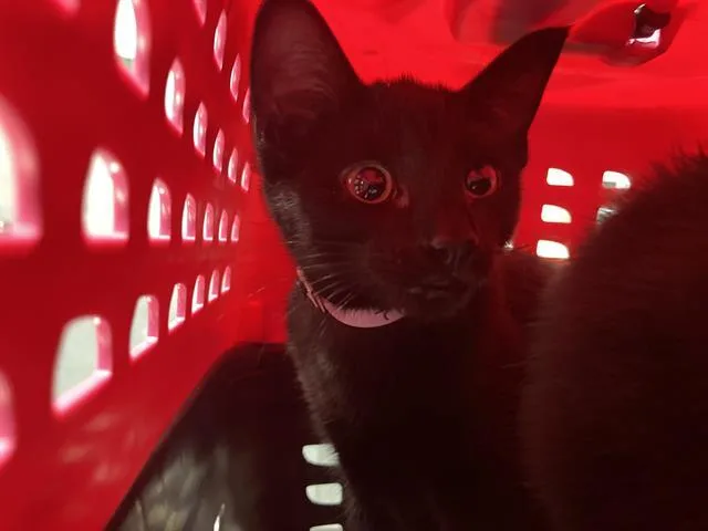 A baby medium-sized female Domestic Short Hair cat named Birdo for adoption in Long Beach, CA