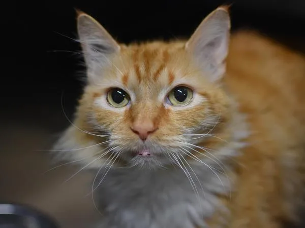 A senior small-sized male Domestic Long Hair cat named Kyo for adoption in Portland, OR