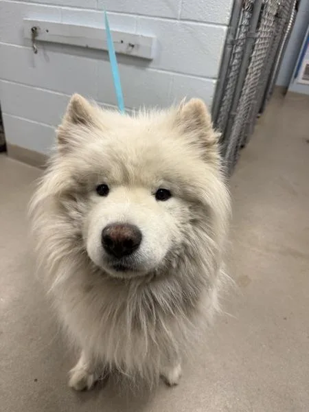 An adult large-sized male Samoyed dog named Ghost for adoption in Millersville, MD