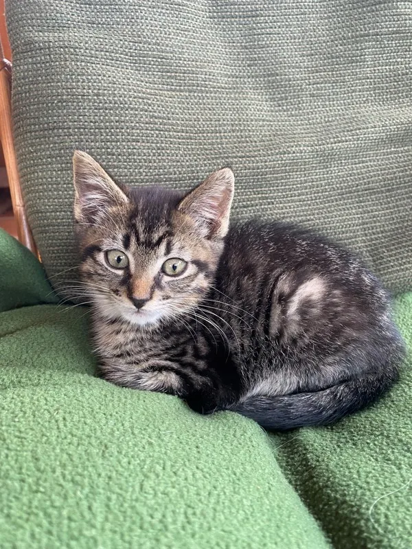 A baby medium-sized male Domestic Short Hair cat named Jerry for adoption in Kingston, NY