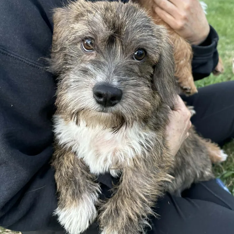 A baby medium-sized male Glen of Imaal Terrier dog named Frodo for adoption in Blacksburg, VA
