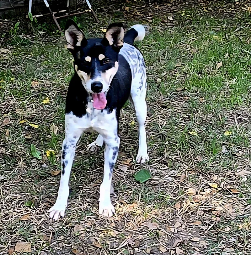 Freckles thumbnail 2