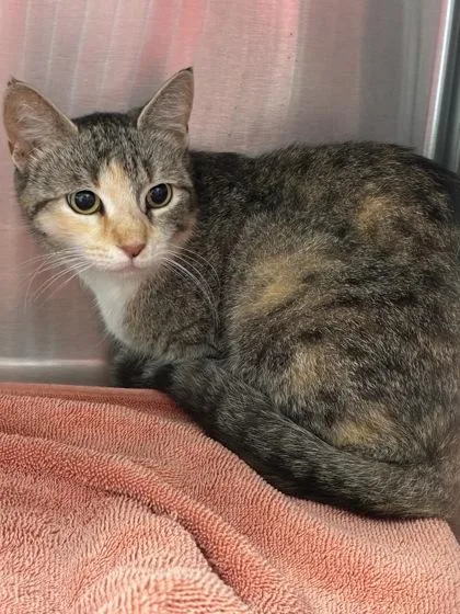 An adult medium-sized female Domestic Short Hair cat named Cheeto for adoption in West Chester, PA