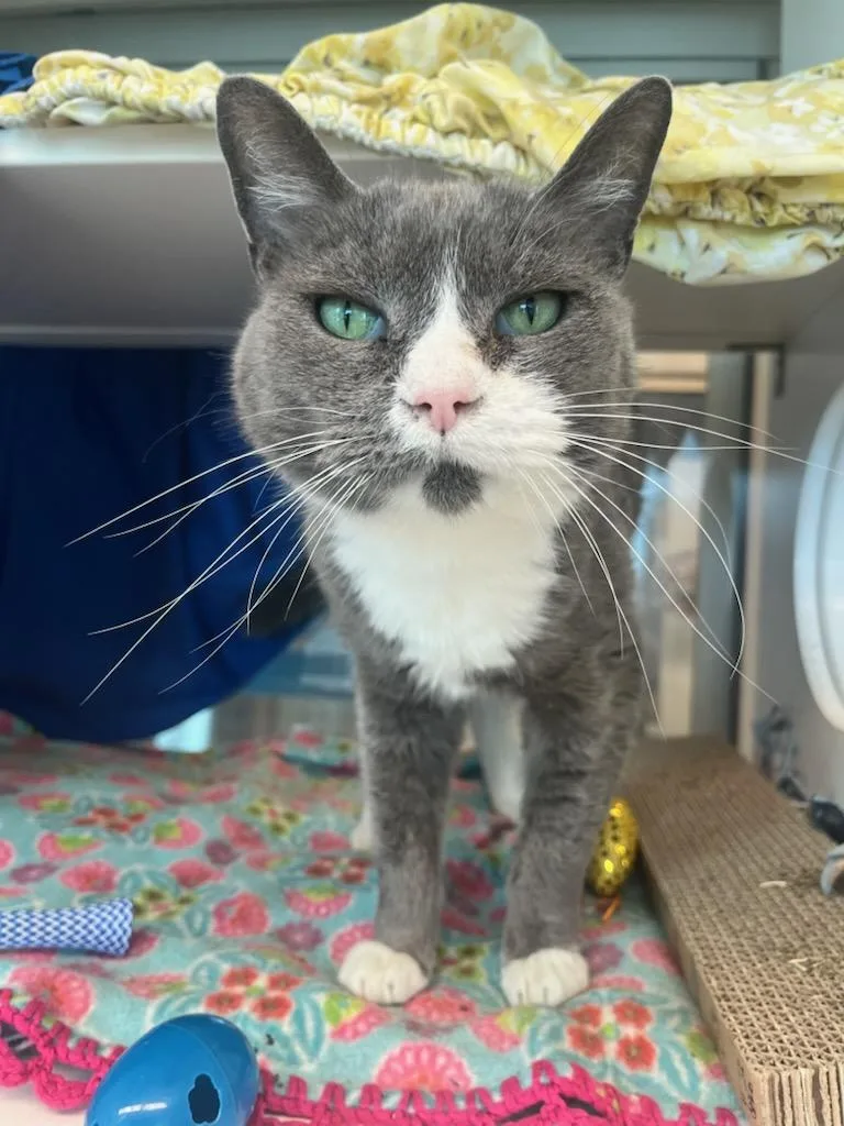 An adult medium-sized male Gray & White Domestic Short Hair cat named Blue's Clues for adoption in Manassas, VA