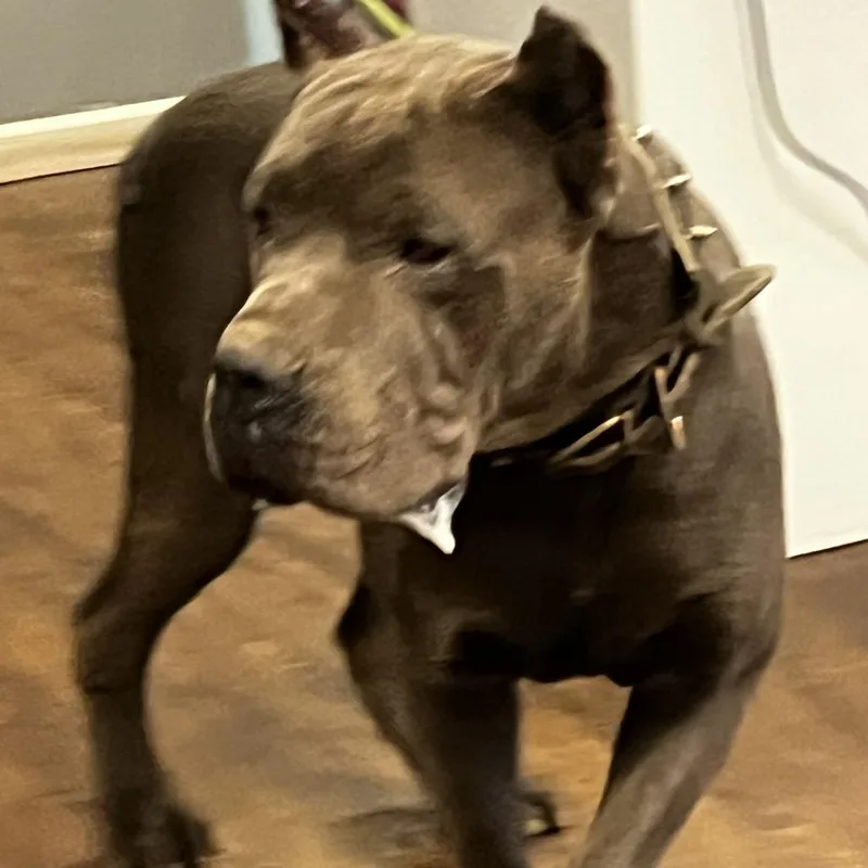 An adult extra large-sized male Gray / Blue / Silver Cane Corso dog named Murph for adoption in St. Louis, MO