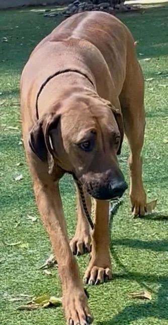 A young large-sized male Rhodesian Ridgeback dog named Hank for adoption in Van Nuys, CA