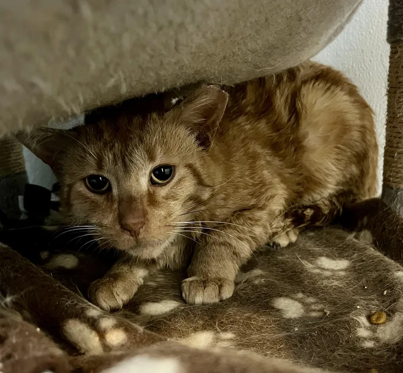 An adult medium-sized male Tabby (Orange / Red) Domestic Short Hair cat named Lester for adoption in Seville, OH