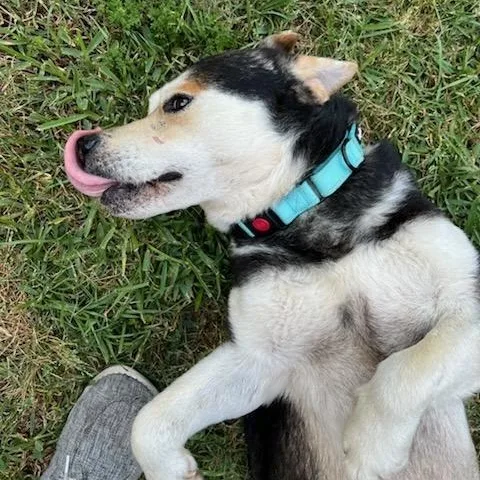 An adult medium-sized male Husky dog named Micah for adoption in Longview, TX