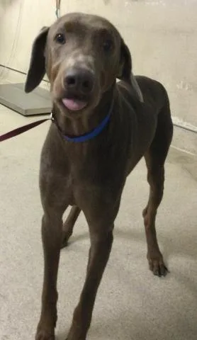 An adult large-sized male Doberman Pinscher dog named Titan for adoption in Riverside, CA