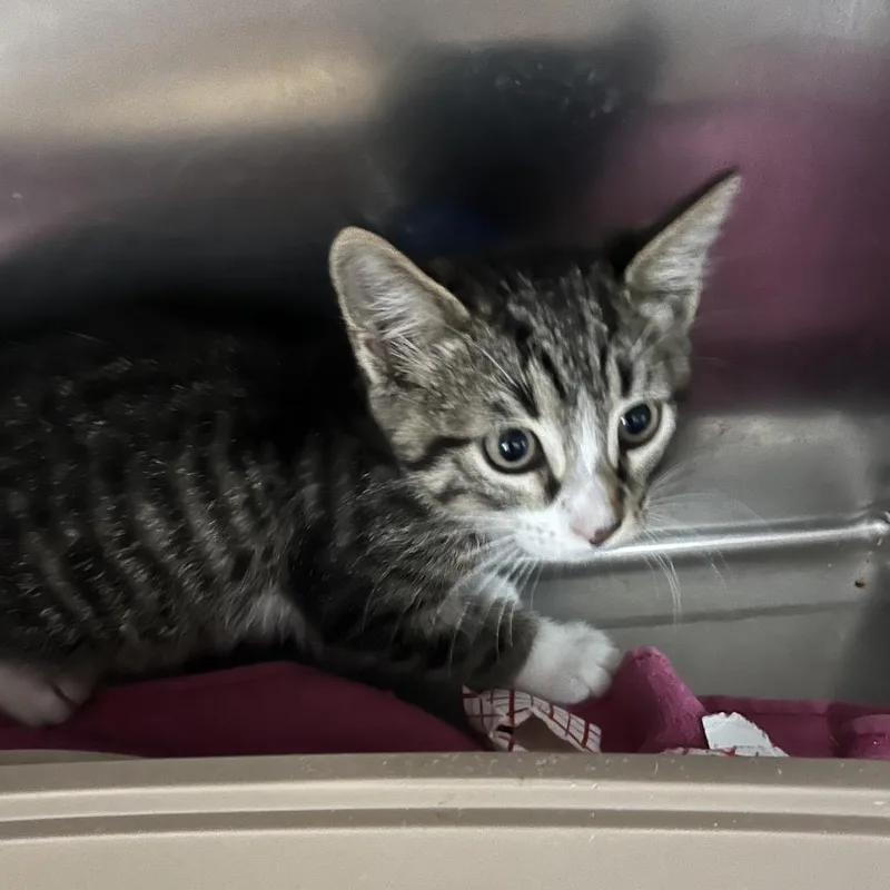 A baby small-sized male Brown / Chocolate Domestic Short Hair cat named The Train for adoption in Lakeland, FL