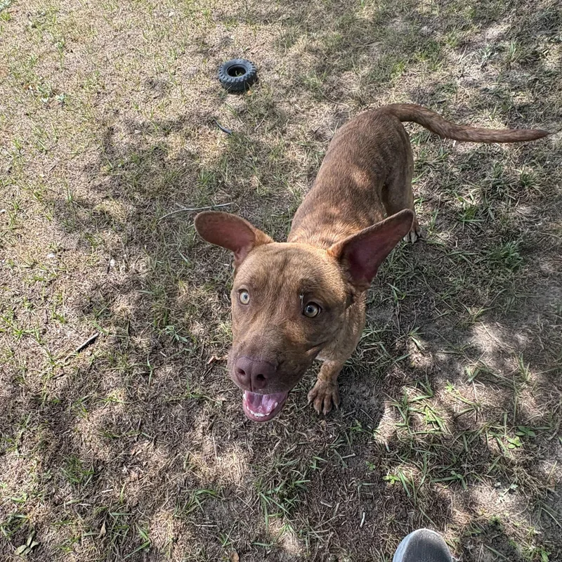 A baby medium-sized male Brindle Pit Bull Terrier dog named Celtic for adoption in Valdosta, GA