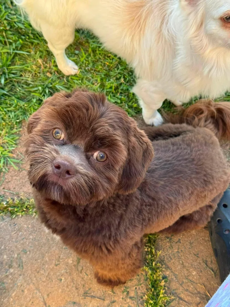 Dougal thumbnail 2