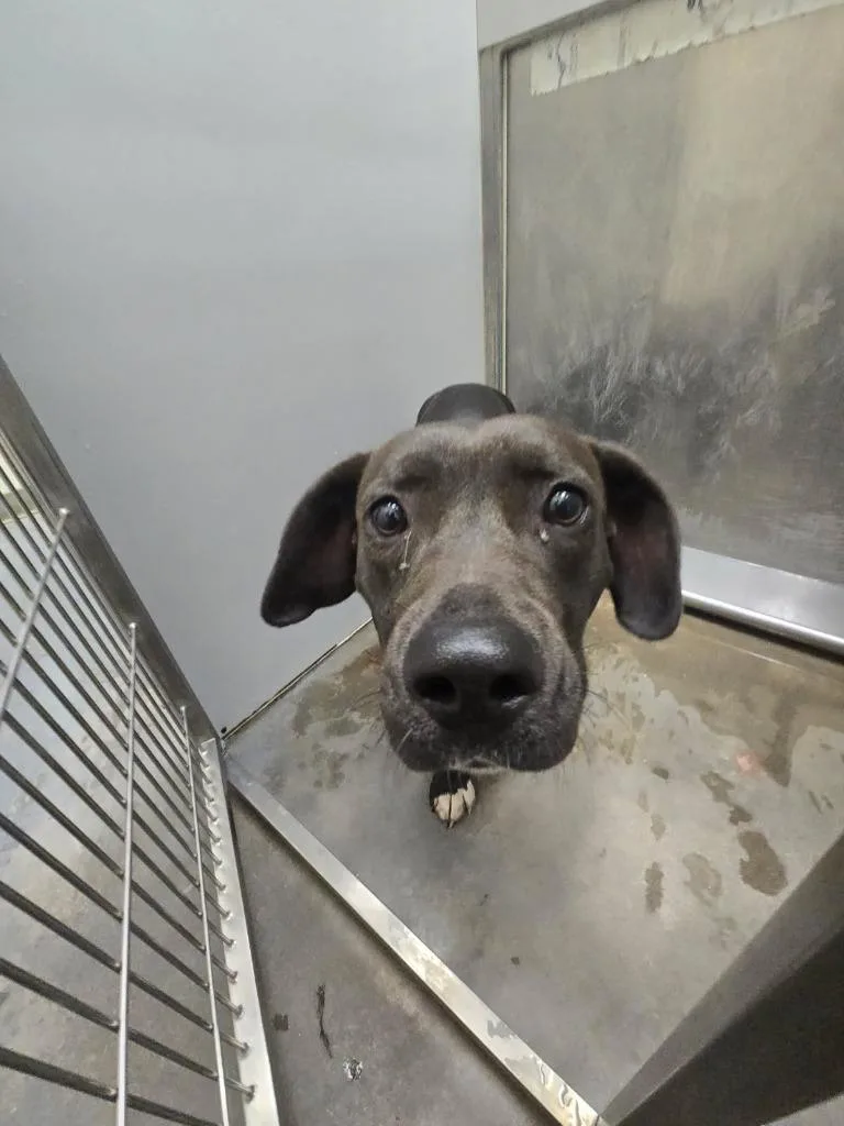 An adult medium-sized female Pit Bull Terrier dog named 2026-04-145 for adoption in Winder, GA