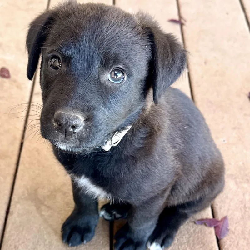 A baby small-sized male Rottweiler dog named Cappuchino for adoption in Parker, CO