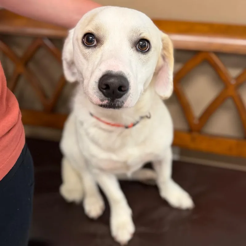 Petey
