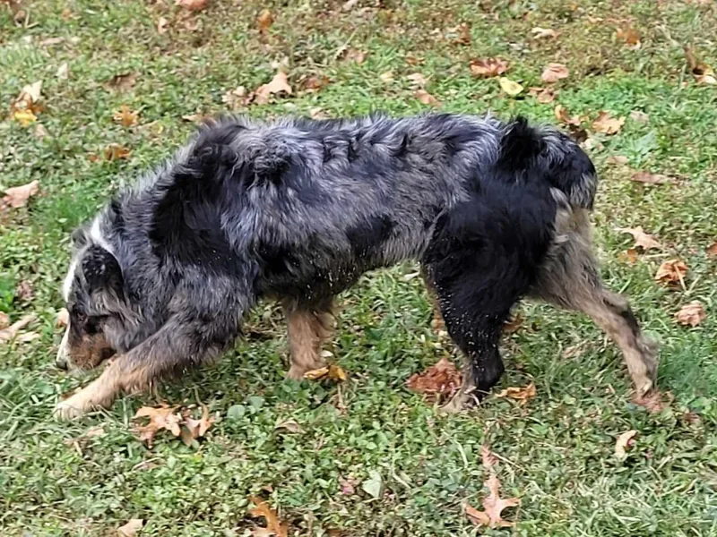 An adult medium-sized female Merle (Blue) Australian Shepherd dog named Asia for adoption in Catlettsburg, KY