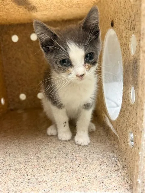 A baby small-sized female Domestic Short Hair cat named Jane for adoption in Riverside, CA