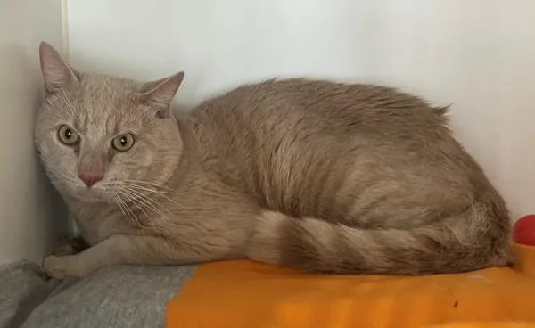 An adult medium-sized male Domestic Short Hair cat named Whiskey for adoption in Staten Island, NY