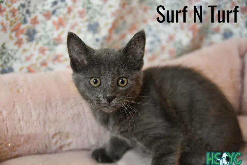 A baby medium-sized female Domestic Short Hair cat named Surf N Turf for adoption in Fort Mill, SC