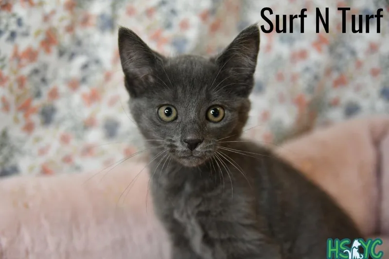 Surf N Turf thumbnail 2