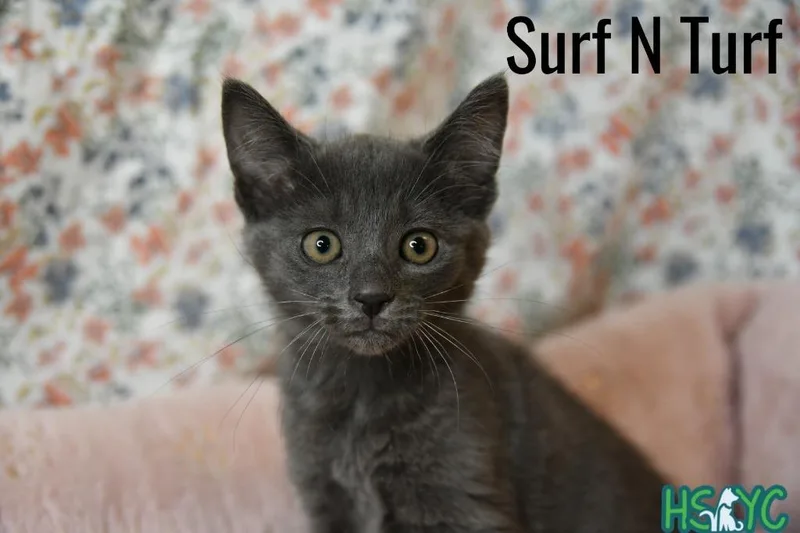 Surf N Turf thumbnail 3