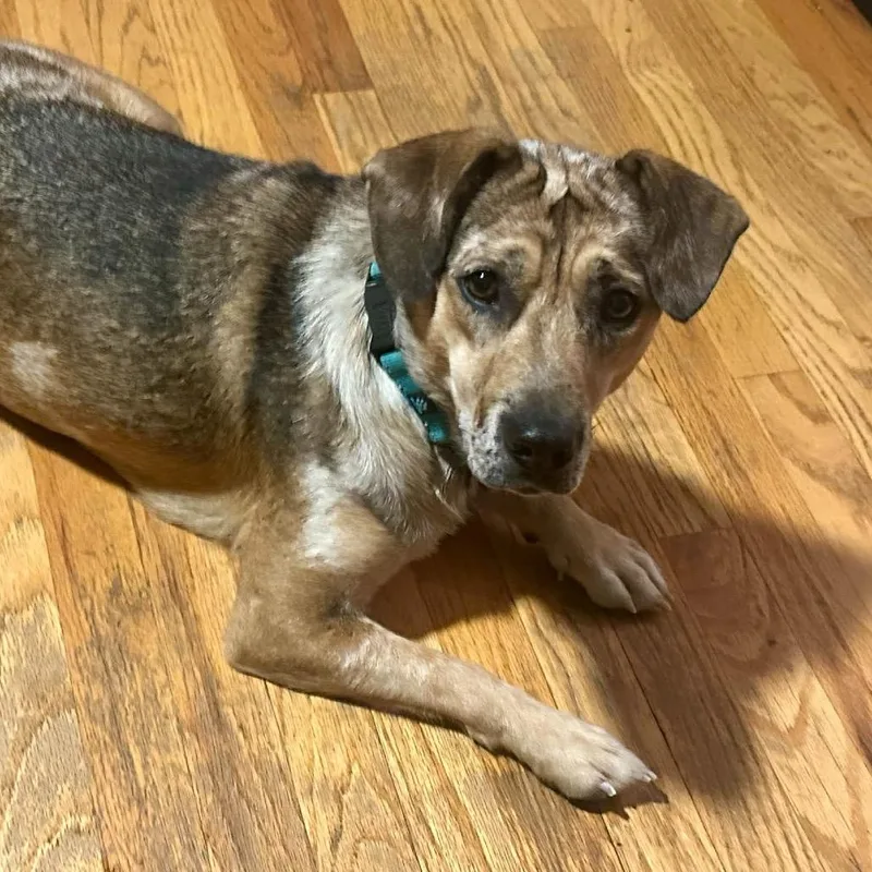 An adult medium-sized female Brown / Chocolate Mixed Breed dog named Pancake Patti for adoption in Prospect, KY