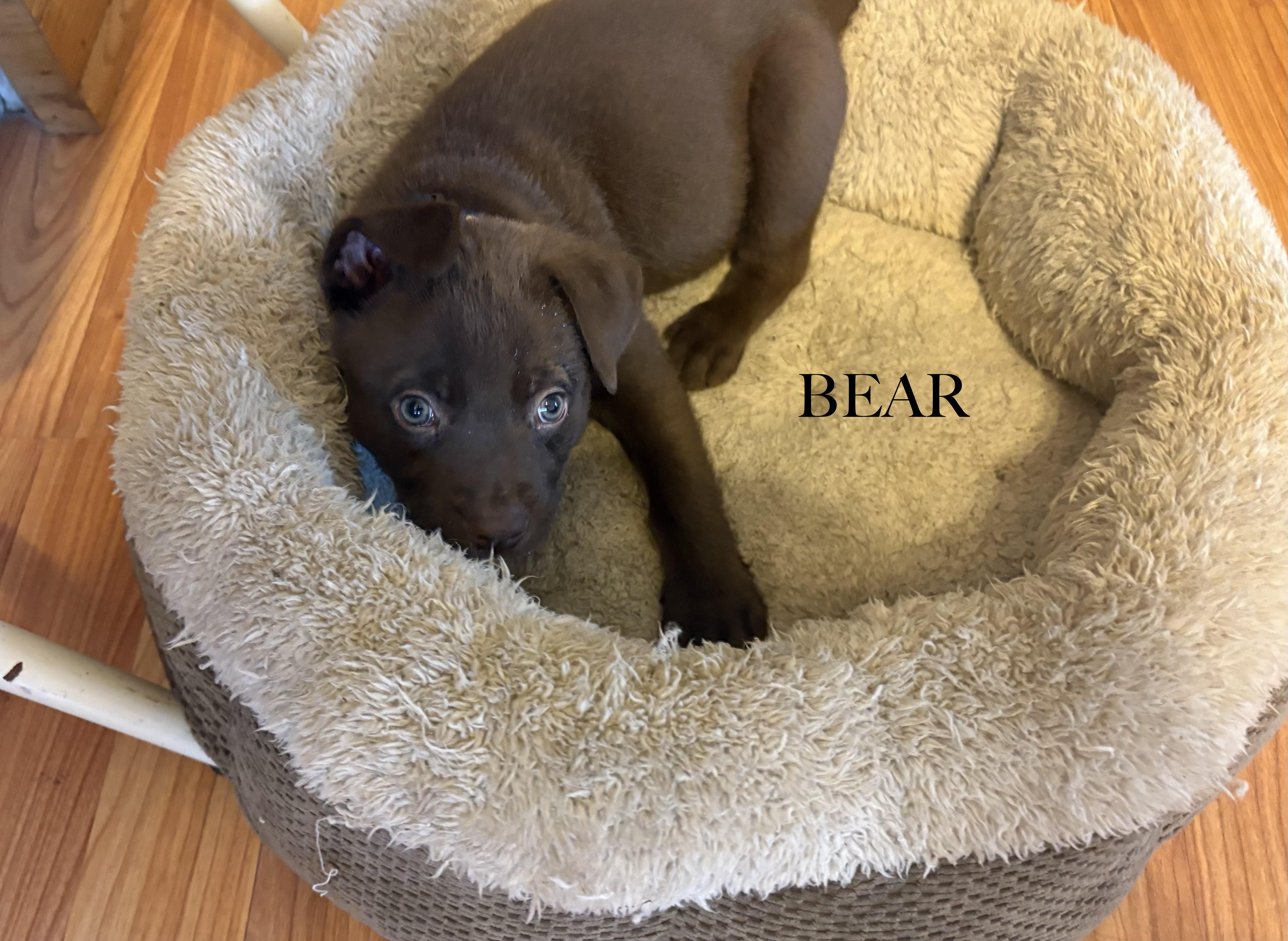 A baby medium-sized male Labrador Retriever dog named Bear for adoption in Aurora, IL