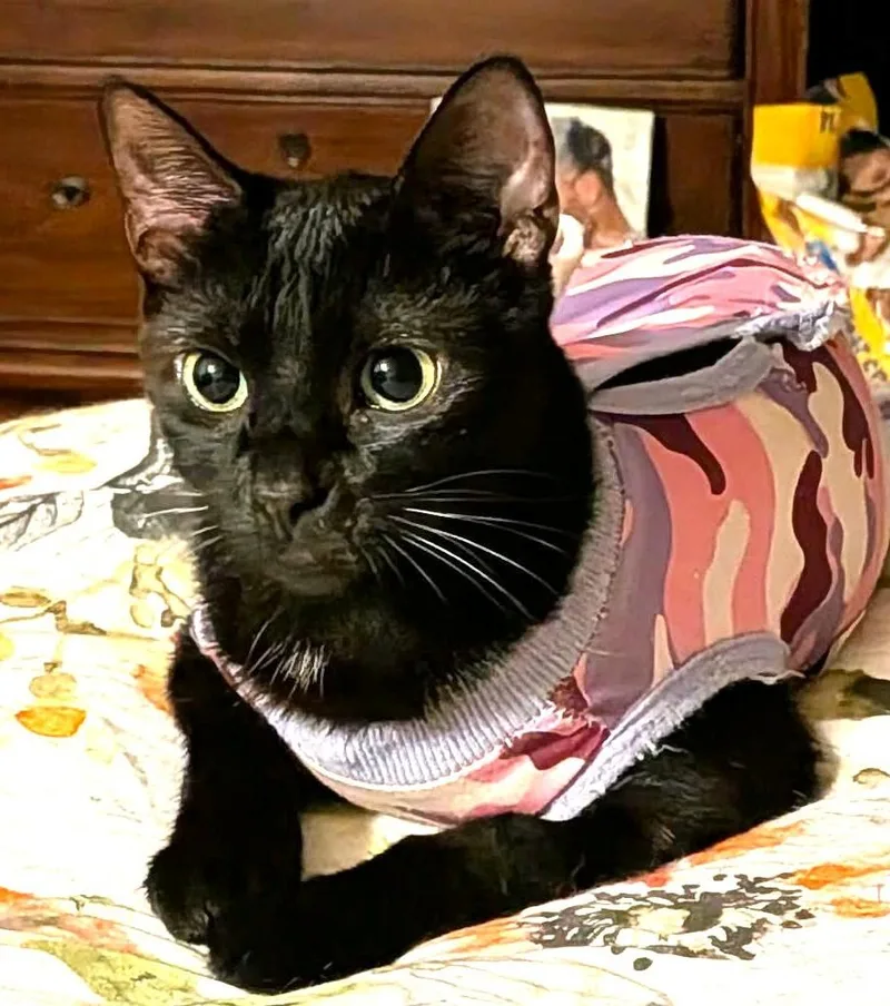 A baby medium-sized female Black Bombay cat named Sweetie Hart for adoption in Paris, KY