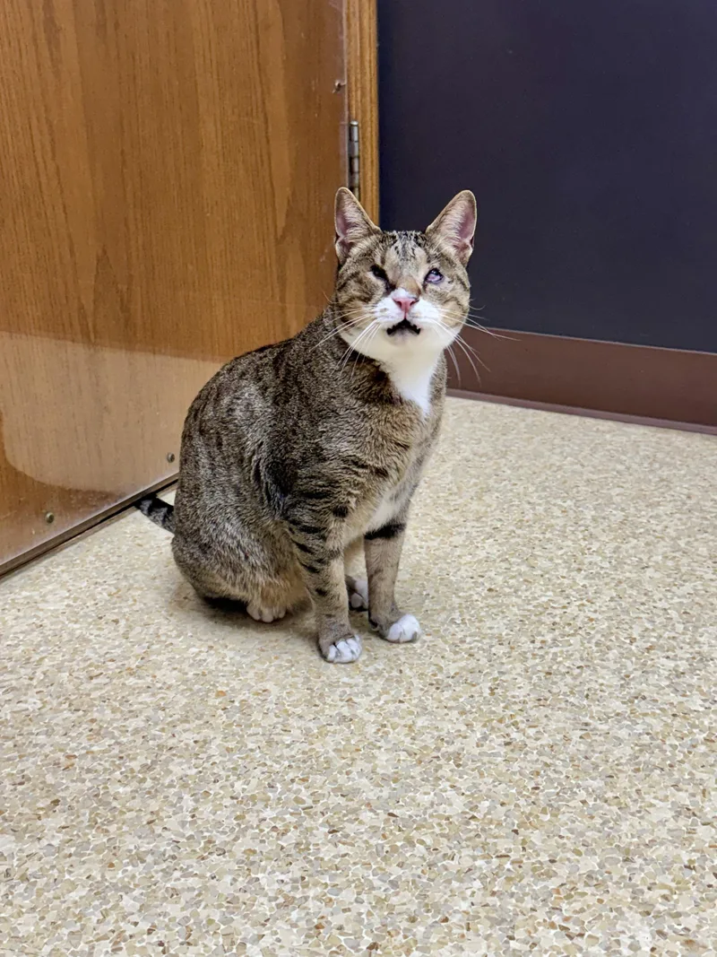 An adult medium-sized male Tabby (Brown / Chocolate) Domestic Short Hair cat named Davy Jones for adoption in Austintown, OH