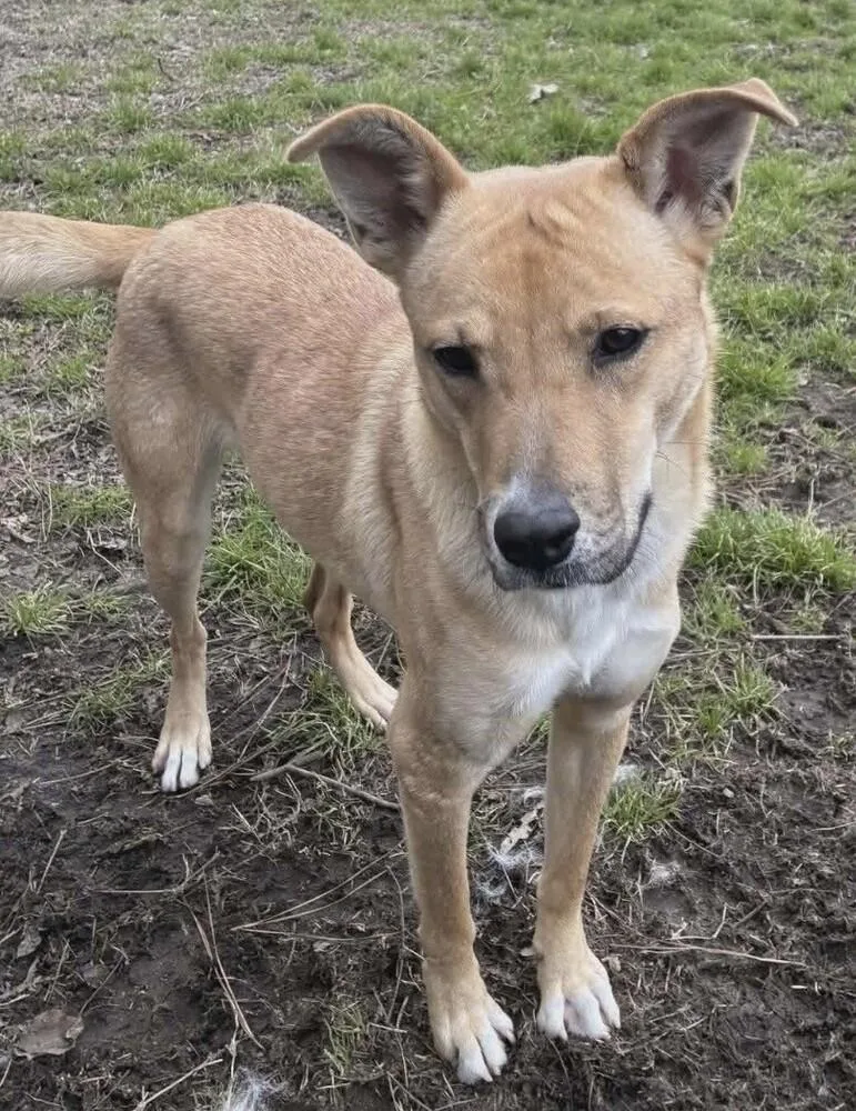 A young medium-sized female White / Cream Carolina Dog dog named Matilda for adoption in Washington, DC