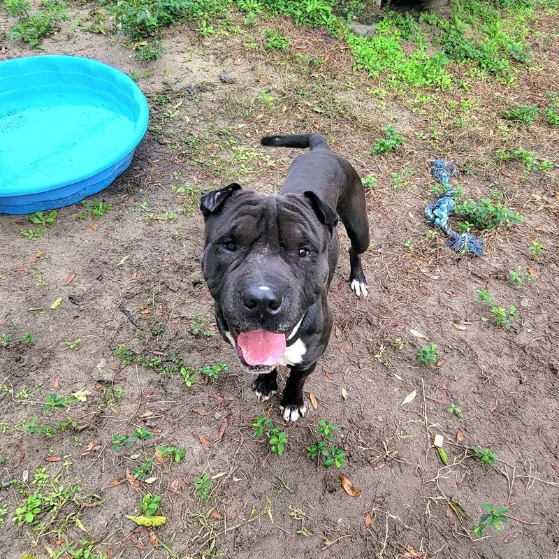 An adult medium-sized male Black Pit Bull Terrier dog named Kimbo for adoption in Lake Panasoffkee, FL