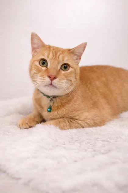 Tigger thumbnail 2