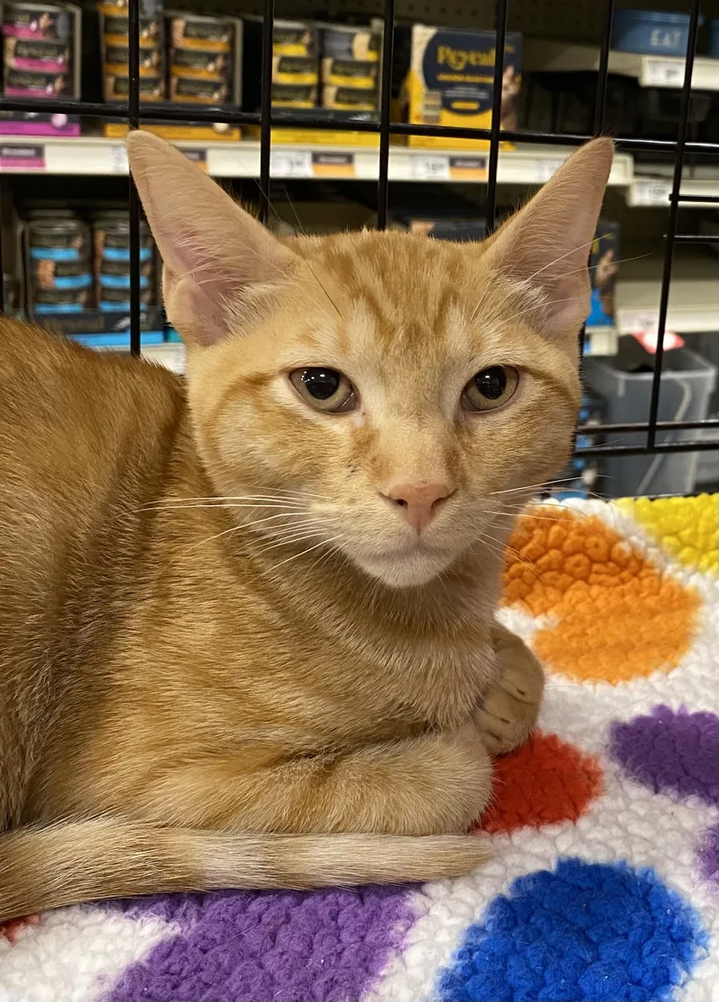 Caesar  North Conroe thumbnail 4