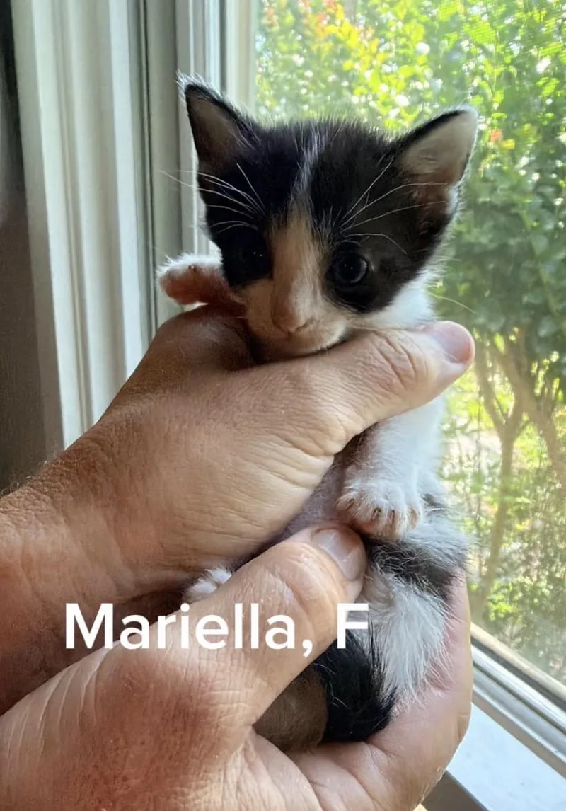 Mariella