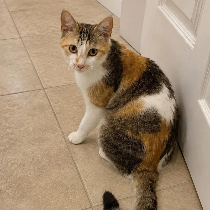 A young small-sized female Calico Domestic Short Hair cat named Sunflower for adoption in Garfield, AR