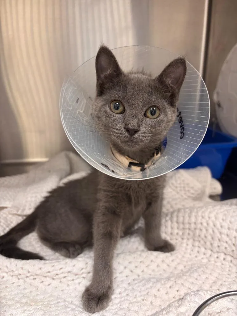 A baby medium-sized female Domestic Short Hair cat named Josephine for adoption in Madison, GA