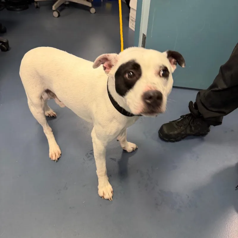 An adult medium-sized male White / Cream Pit Bull Terrier dog named Dragon for adoption in Greensboro, NC
