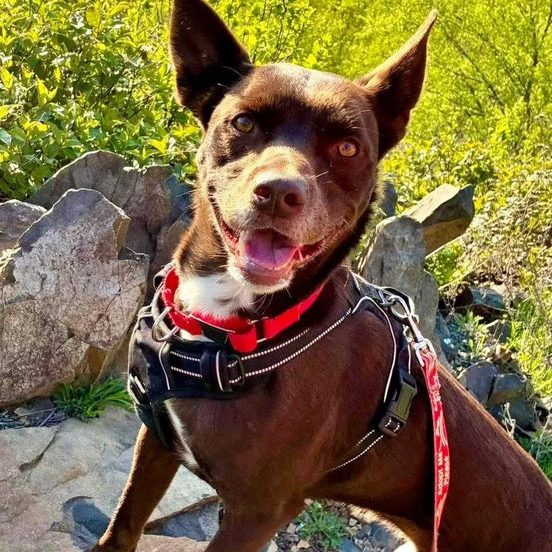 An adult medium-sized male Australian Kelpie dog named Loki for adoption in Bloomfield, CT