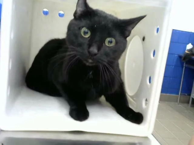An adult medium-sized female Domestic Short Hair cat named Velas for adoption in Albuquerque, NM