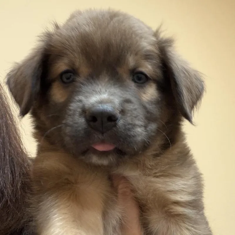 A baby medium-sized female Brown / Chocolate Shepherd dog named Winnie for adoption in Midland, TX