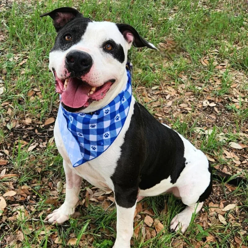 Ferdinand Jum thumbnail 3